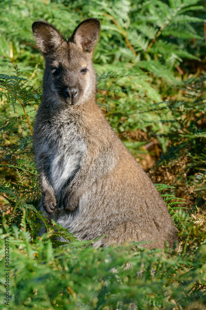 Wallaby in the grass Wallaby in the grass