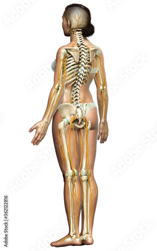 3d rendered medically accurate illustration ofa female nervous system and skeleton system