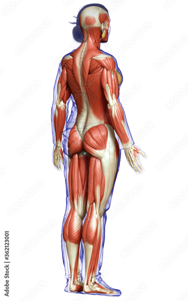3d rendered medically accurate illustration of a female muscle system 3d rendered medically accurate illustration of a female muscle system