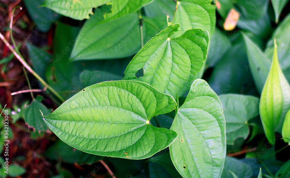 Barbasco or Dioscorea composita plant in the garden. Barbasco or Dioscorea composita plant in the garden.