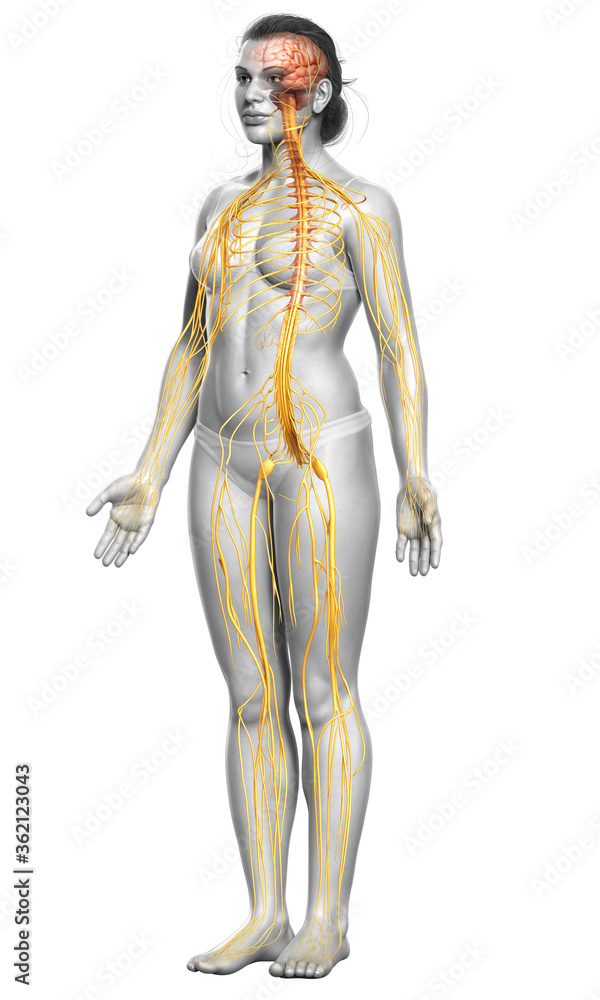3d rendered medically accurate illustration of a female nervous system 3d rendered medically accurate illustration of a female nervous system