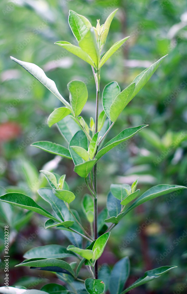 Legundi or Vitex trifolia plant in the garden.