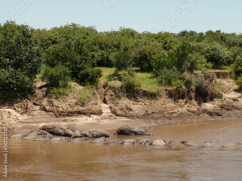 Hippos Masai Mara, Kenya