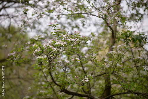 apple flowers in the orchard. blooming time in spring season