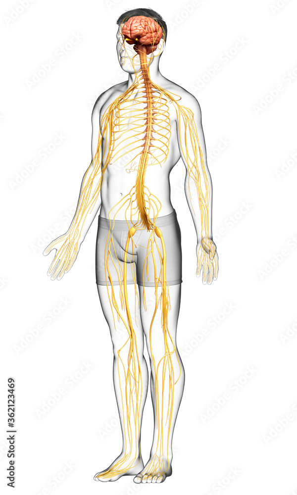 3d rendered medically accurate illustration of a male nervous system 3d rendered medically accurate illustration of a male nervous system