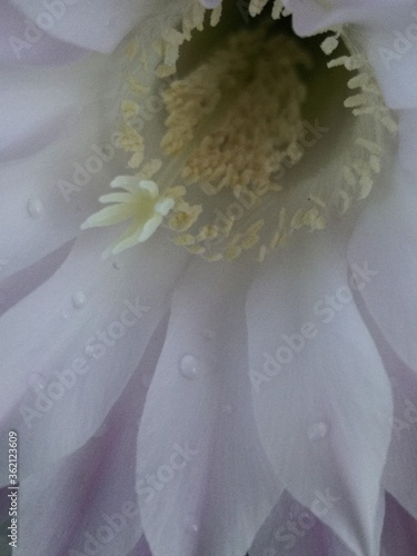 A detail of a white flower