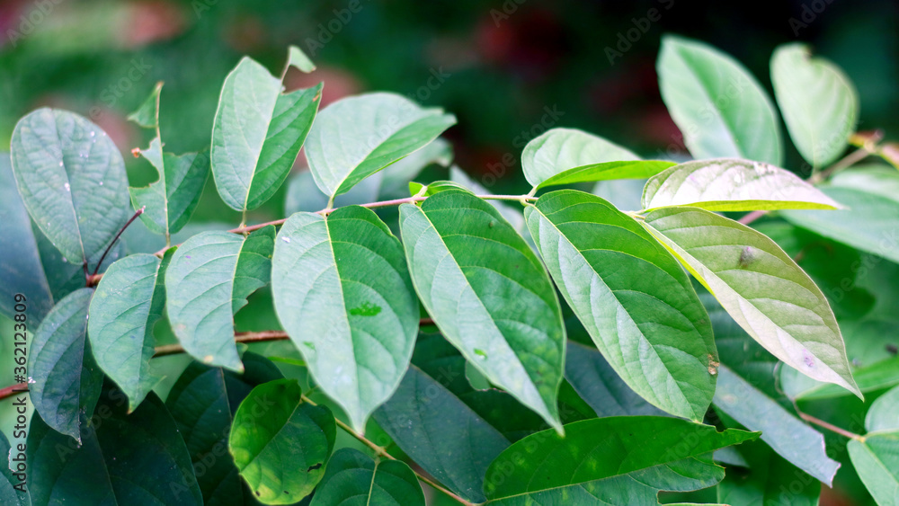 Derris elliptica or tuba leaf on the plant. The roots of Derris