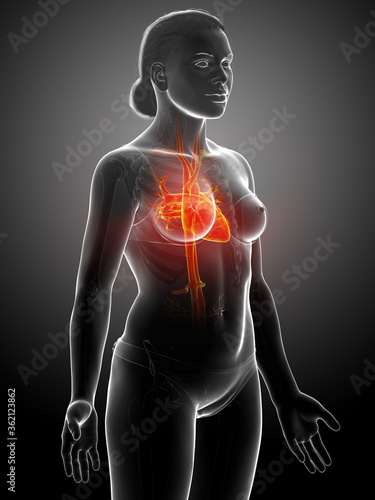 3d rendered medically accurate illustration of highlighted orange Female heart