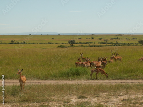 Fototapeta Naklejka Na Ścianę i Meble -  Impala heard Masai Mara, Kenya