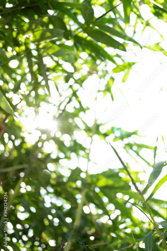 Fototapeta premium Natural bokeh suitable for the background