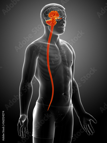 3d rendered medically accurate illustration of a male interior brain anatomy