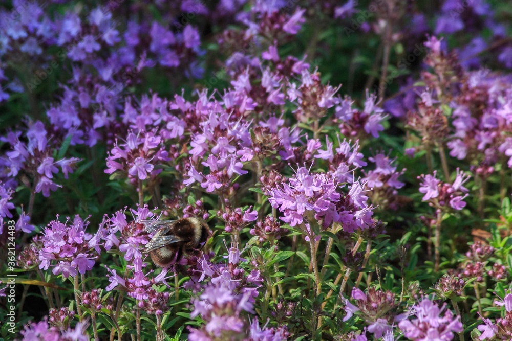 Forest glade of flowering thyme Forest glade of flowering thyme