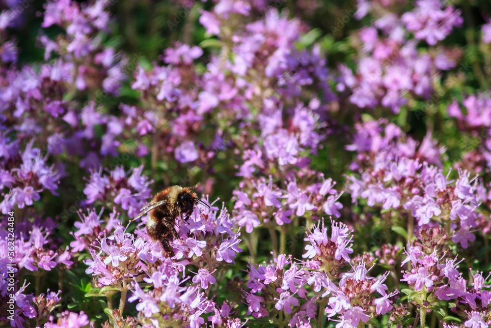 Forest glade of flowering thyme with bumblebee