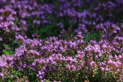 Forest glade of flowering thyme