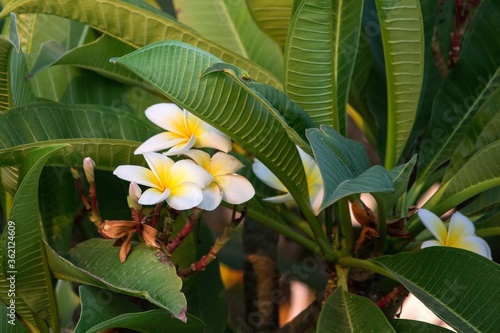 Tropical flowers of tropical flower