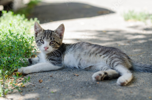 Little kitty. Pet. Street cat. Yard cat.