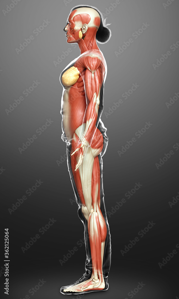 3d rendered medically accurate illustration of a female muscle system 3d rendered medically accurate illustration of a female muscle system