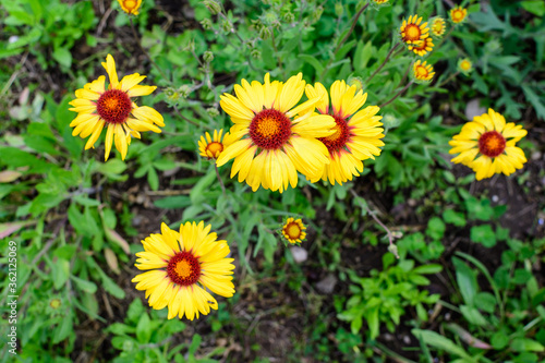 Many vivid yellow and red Gaillardia flowers  common name blanket flower  and blurred green leaves in soft focus  in a garden in a sunny summer day  beautiful outdoor floral background.