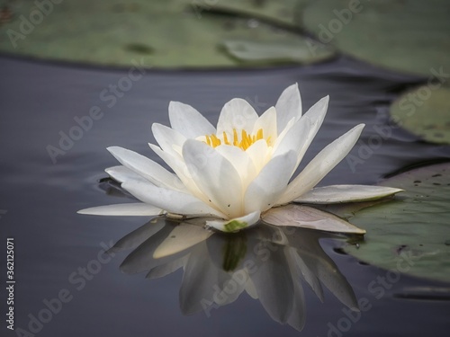 White water lily on a pond closeup