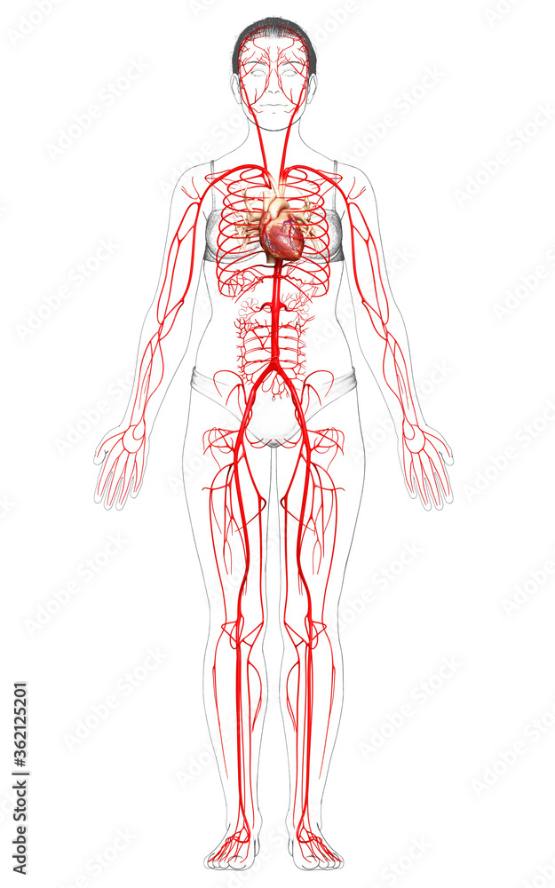 3d rendered medically accurate illustration of Female arteries 3d rendered medically accurate illustration of Female arteries