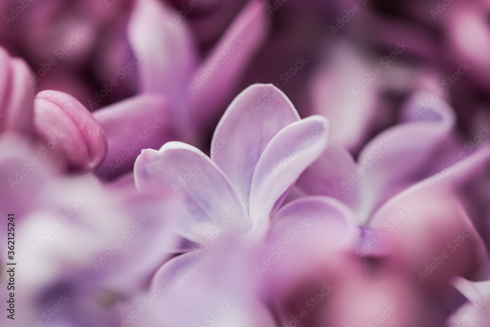 Blooming branch of purple terry Lilac in spring