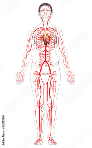 3d rendered medically accurate illustration of Female arteries