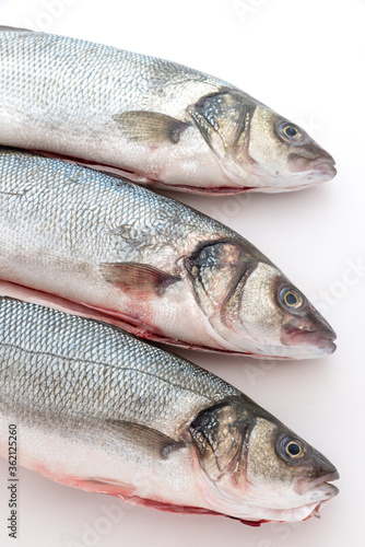 Sea bass with white background