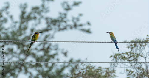 Social Distancing / Two birds perched on a cable looking at each other © Purvit
