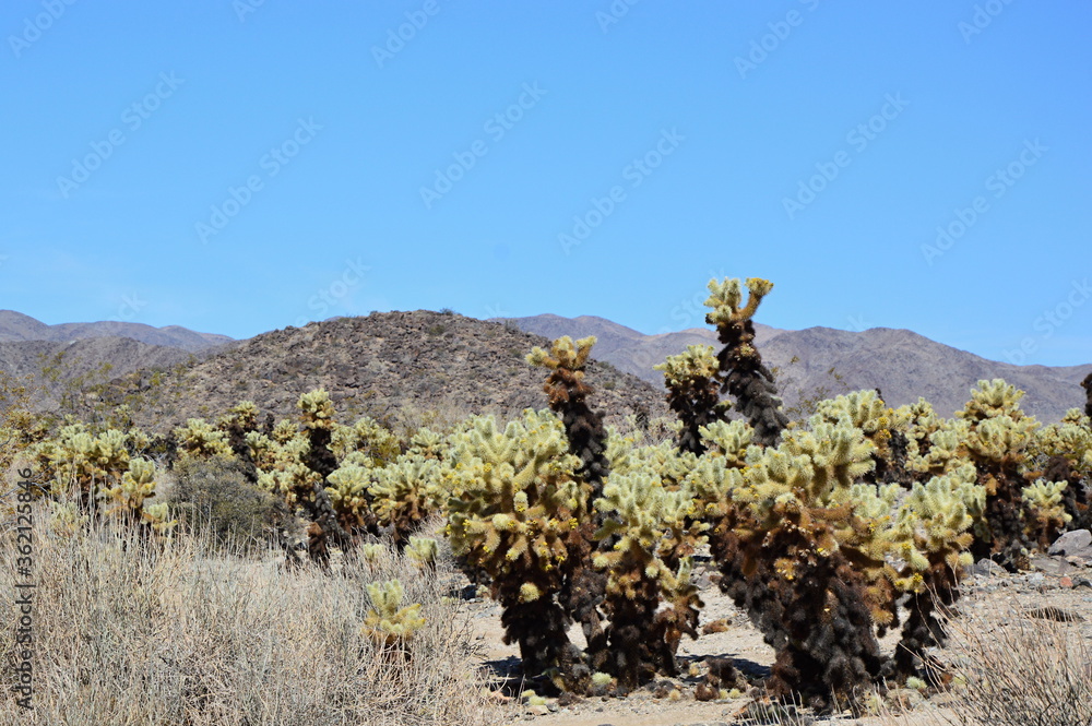 Joshua Tree National Park, Kalifornien Joshua Tree National Park, Kalifornien