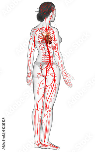 3d rendered medically accurate illustration of Female arteries