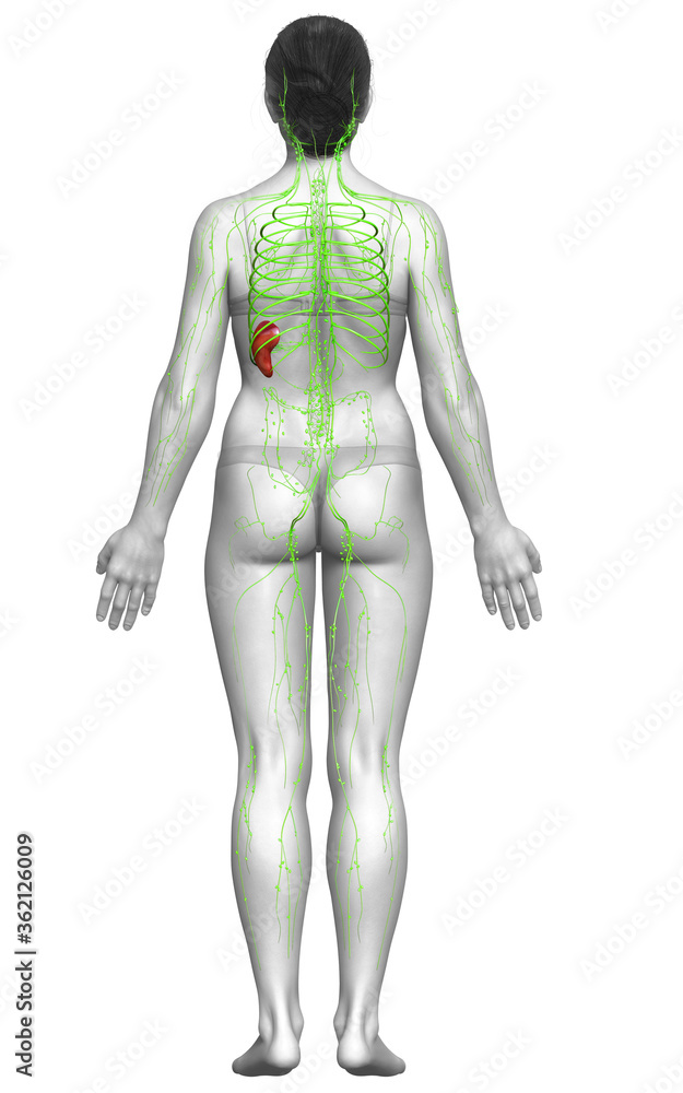 3d rendered medically accurate illustration of a female lymphatic system 3d rendered medically accurate illustration of a female lymphatic system