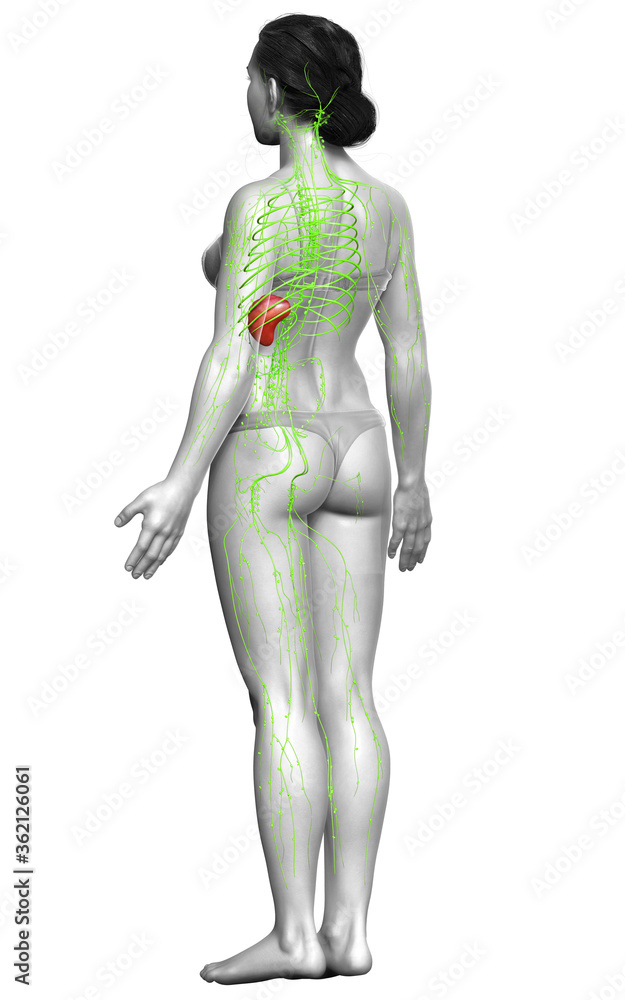 3d rendered medically accurate illustration of a female lymphatic system