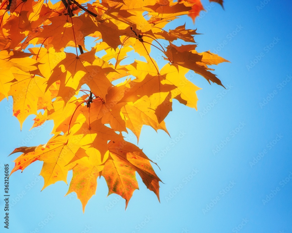 Autumn maple leaves in the park Autumn maple leaves in the park