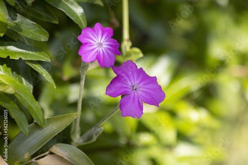 Selective focus shot of purple lychnis flower photo