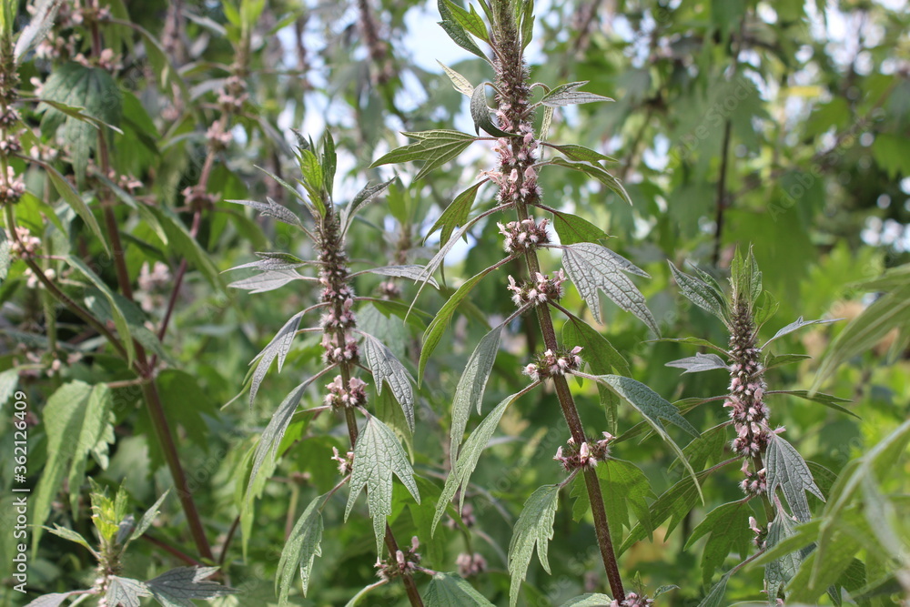 Leonurus cardiaca plant. Mother wort with pink flowers, green stem and leaves. Medicinal herb. Leonurus cardiaca plant. Mother wort with pink flowers, green stem and leaves. Medicinal herb.