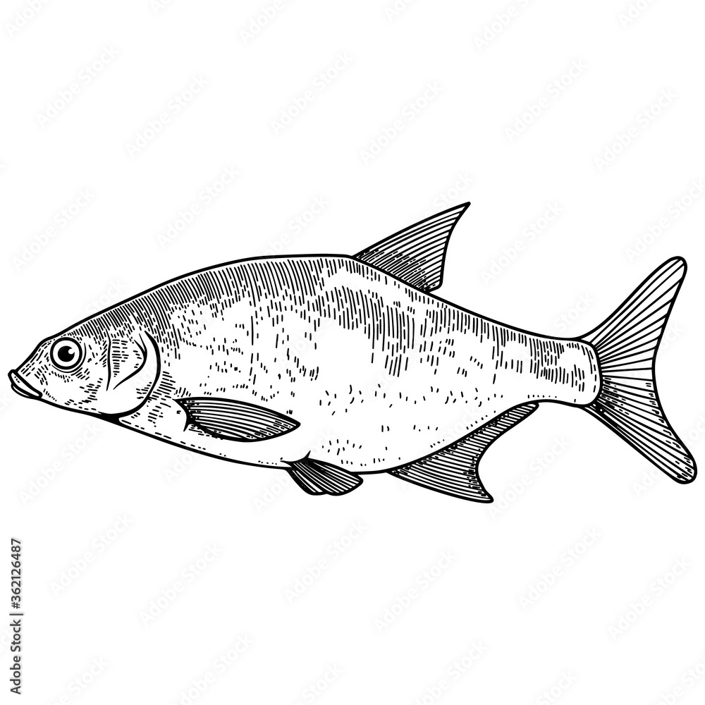 Illustration of bream fish in engraving style. Design element for logo, label, sign, poster, t shirt.