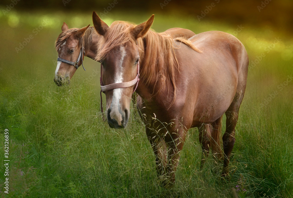 Fototapeta premium Romantic brown horses photo. Horses foraging on rustic pasture in sunset.