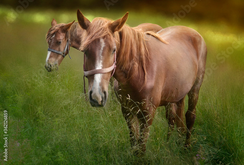 Romantic brown horses photo. Horses foraging on rustic pasture in sunset.