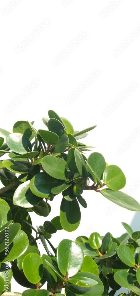 Peperomia obtusifolia-this herbaceous plant.It's a houseplant.To decorate the apartment.