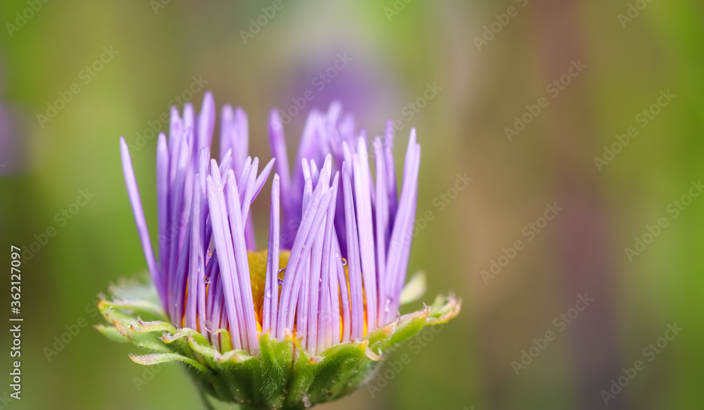 A bud of Alpine aster (Aster alpinus). Beautiful purple flowers with an orange center and drops of water after rain A bud of Alpine aster (Aster alpinus). Beautiful purple flowers with an orange center and drops of water after rain