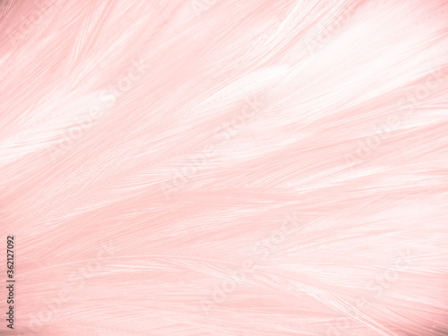 Beautiful abstract white and pink feathers on white background and soft white feather texture on pink pattern and pink background, feather background, pink banners