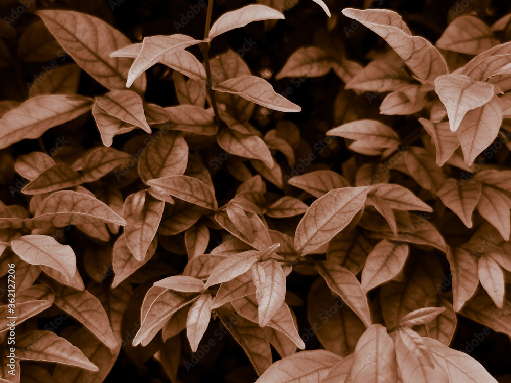 Beautiful abstract color brown and yellow flowers on dark background and orange flower frame and brown leaves texture, brown background, orange and gold love banner, white isolated background Beautiful abstract color brown and yellow flowers on dark background and orange flower frame and brown leaves texture, brown background, orange and gold love banner, white isolated background