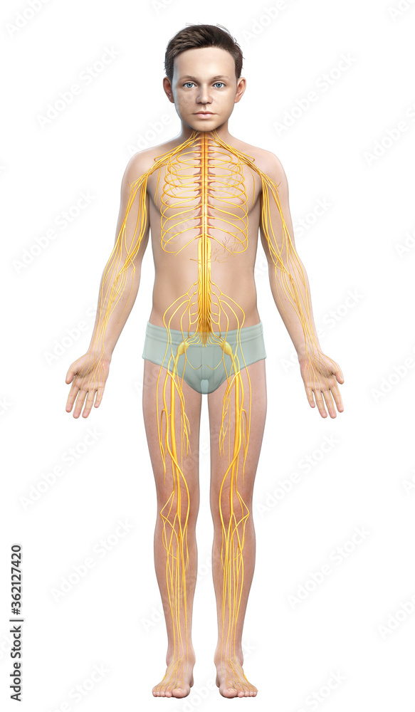 3d rendered medically accurate illustration of a young boy nervous system