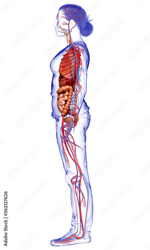 Fototapeta premium 3d rendered medically accurate illustration of the female circulatory system and internal organs