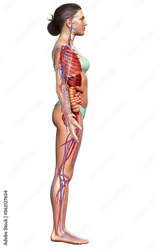 3d rendered medically accurate illustration of the female circulatory system and internal organs 3d rendered medically accurate illustration of the female circulatory system and internal organs