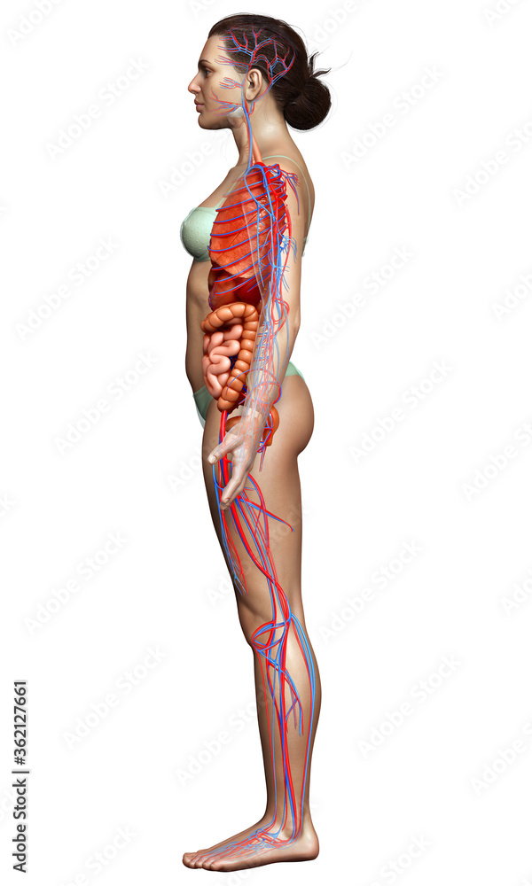 3d rendered medically accurate illustration of the female circulatory system and internal organs 3d rendered medically accurate illustration of the female circulatory system and internal organs