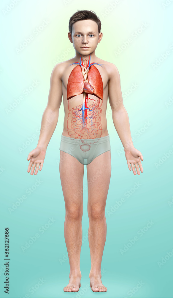3d rendered, medically accurate illustration of a young boy lung anatomy 3d rendered, medically accurate illustration of a young boy lung anatomy