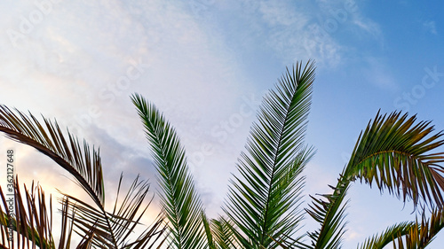  Leaves of palm tree in the evening on the sky. Tropical summer vacation