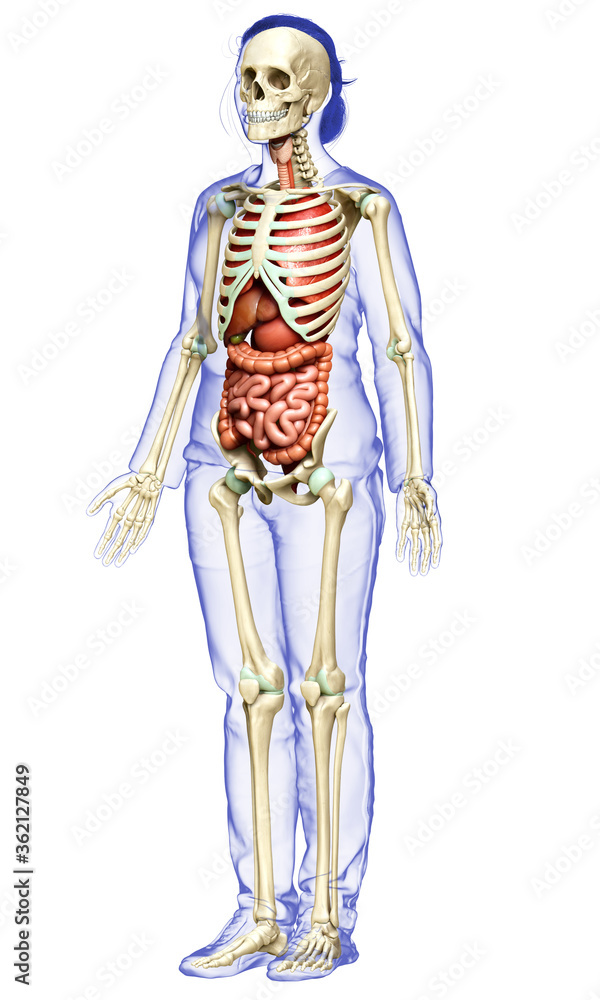 3d rendered medically accurate illustration of female Internal organs and skeleton system 3d rendered medically accurate illustration of female Internal organs and skeleton system