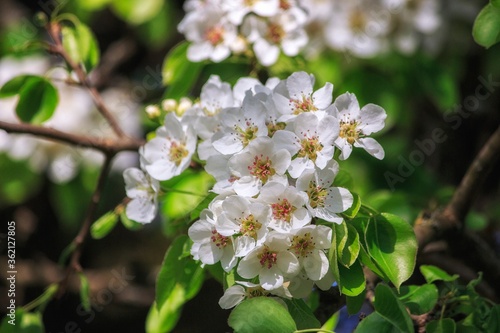 Flowering branch of pear tree closeup